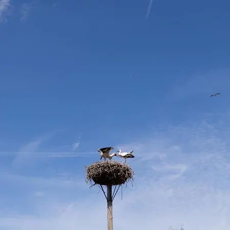 Vakantiehuis 55 I 6 Persoons Op De Betuwe *